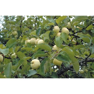 Äpple 'Transparente Blanche'
