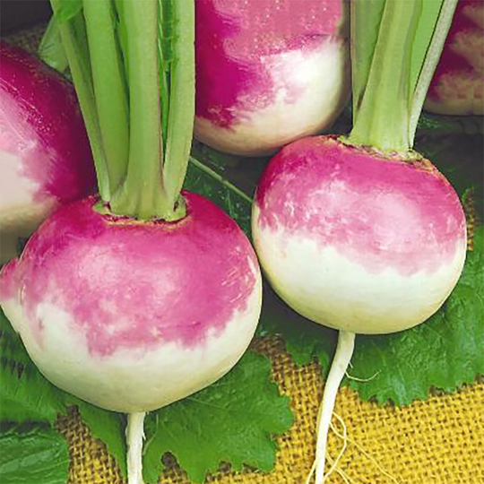 Majrova 'Purple Top White Globe'