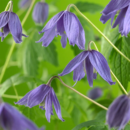 Clematis macropetala