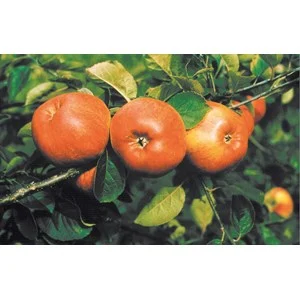 Äpple 'Cox Pomona'