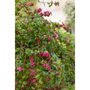 Doorenbos-snöbär 'Magic Berry' CO 10-pack