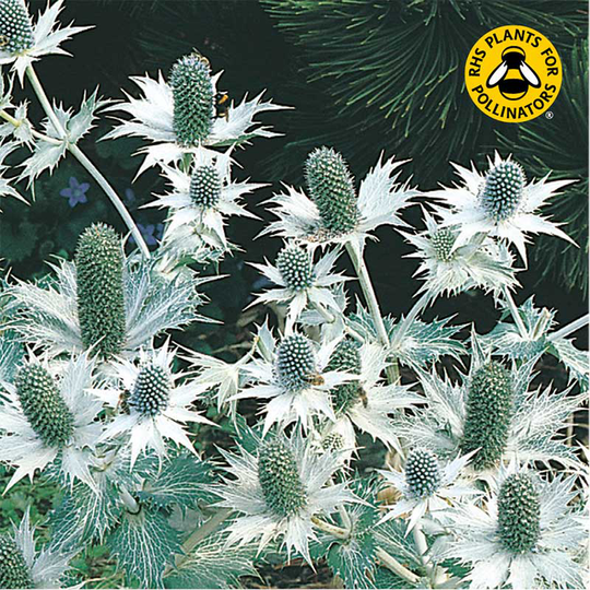 Silvermartorn 'Miss Willmott's Ghost'