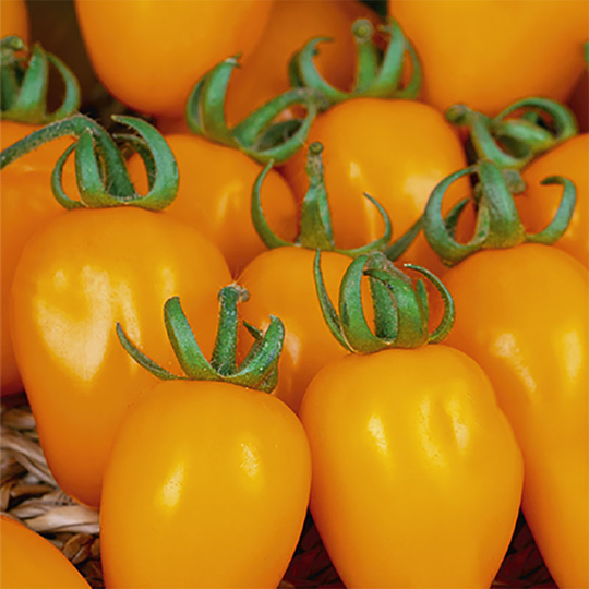 Tomat 'Oringa' F1