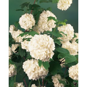 Snöbollsbuske 'Roseum' CO 5-pack