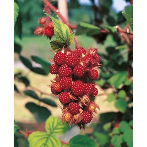 Vinhallon, 30-50 cm 3-pack