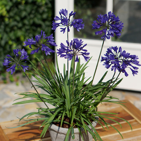 Afrikas blå lilja 'Brilliant Blue'