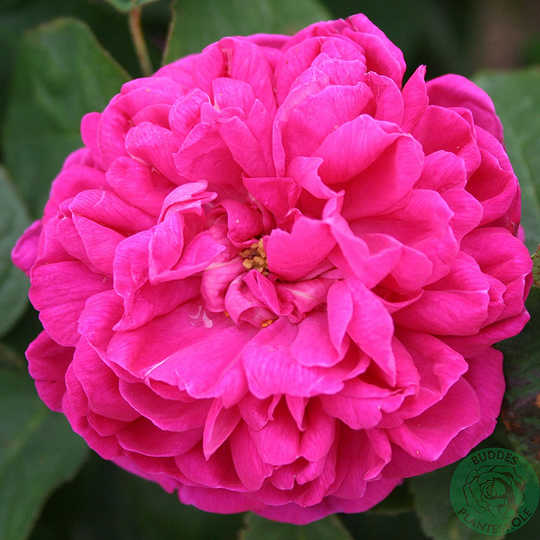 Ros 'Rose de Rescht'