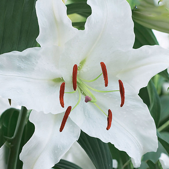 Orientlilja 'Casa Blanca'