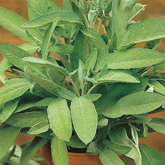 Salvia