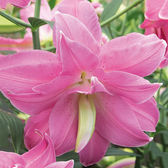 Orientlilja 'Lotus Joy'