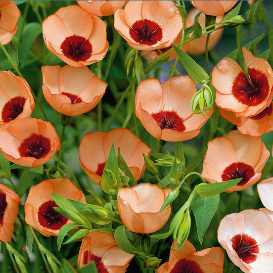 Blomsterlin 'Salmon'