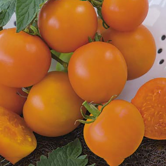 Tomat 'Oranze'