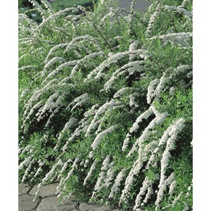 Norskspirea 'Grefsheim' CO 3-pack