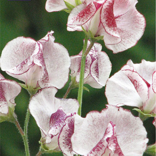 Luktärt 'Wiltshire Ripple'
