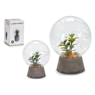 Labda Glas Sten Plants