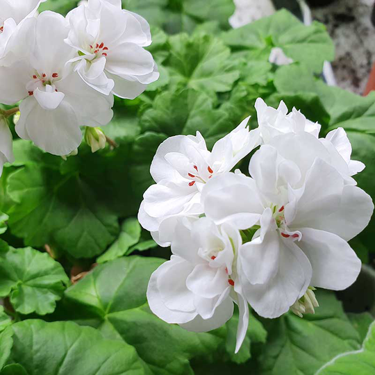 Zonalpelargon 'Mums Mums'