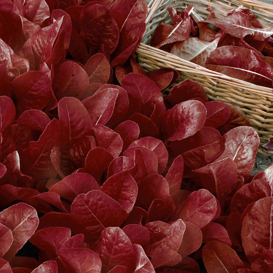Sallat 'Baby leaf' Ovired