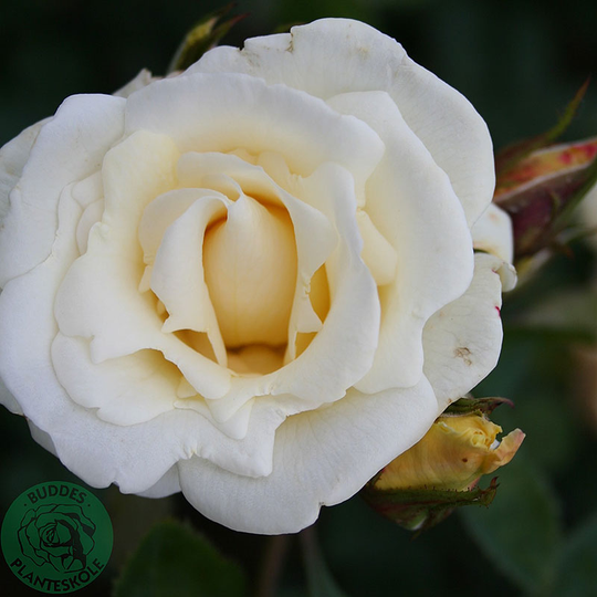 Ros 'White Nights'
