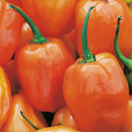 Havannapeppar 'Habanero Orange'