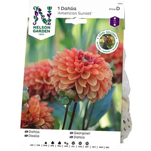 Vårlök Nelson Garden Dahlia America Sunset Låg, Orange