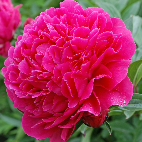 Luktpion 'Kansas'