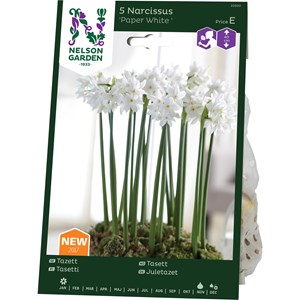 Höstlök Nelson Garden Tazett Paper White