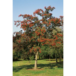 Japansk rönn