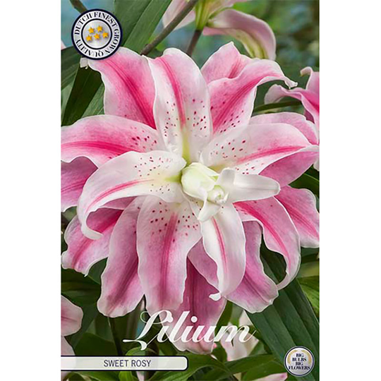 Orientlilja 'Sweet Rosy'