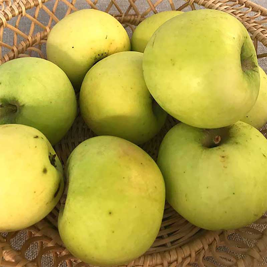 Ympris äpple 'Risäter'