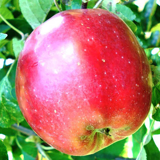 Ympris äpple 'Röd Gravensteiner'