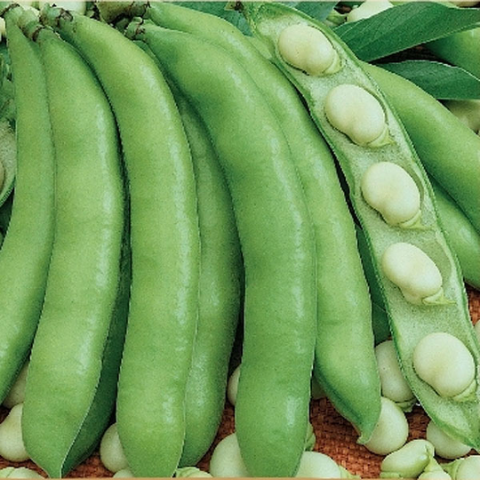 Bondböna 'Windsor Bialy'