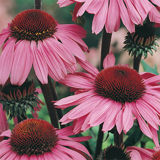 Rudbeckia 'Bravado'
