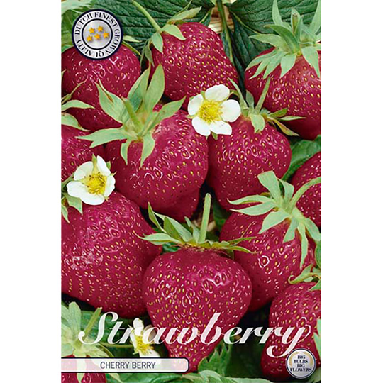 Jordgubbe 'Cherry Berry'
