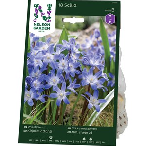 Höstlök Nelson Garden Vårstjärna, Blå