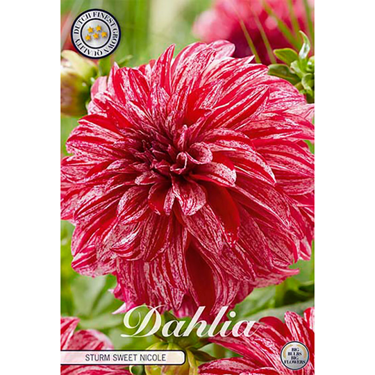 Dekorativdahlia 'Sturm Sweet Nicole'