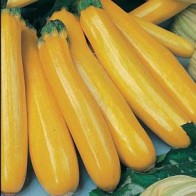 Squash 'Gold Rush' F1