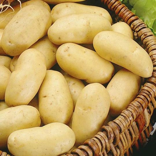 Charlotte, sättpotatis Ekologisk