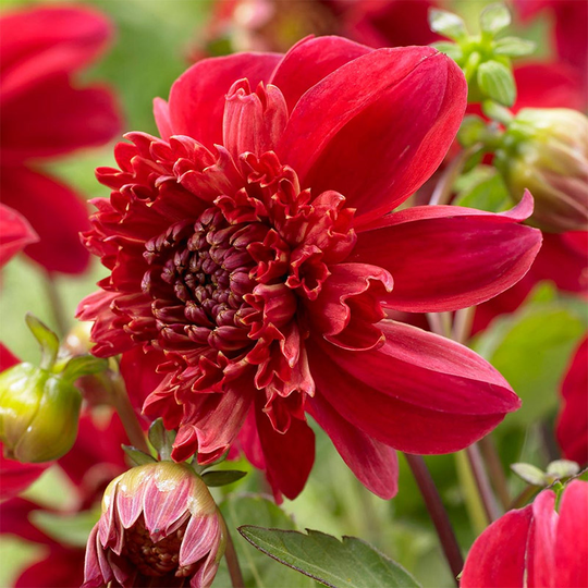 Anemondahlia 'Inca'