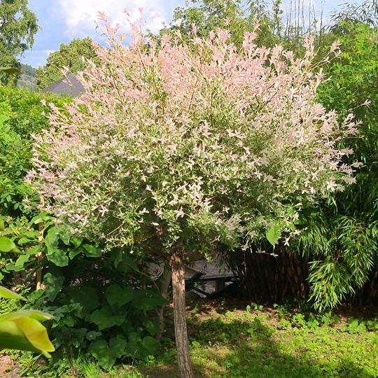 Eukalyptusvide 'Hakuro Nishiki', 60 cm