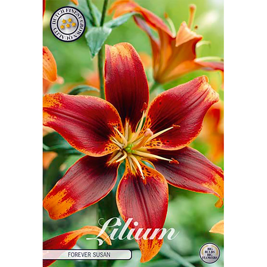 Asiatlilja 'Forever Susan'