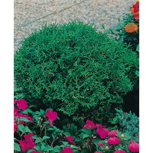 Dvärgtuja 'Tiny Tim', 25-30 cm 10-pack