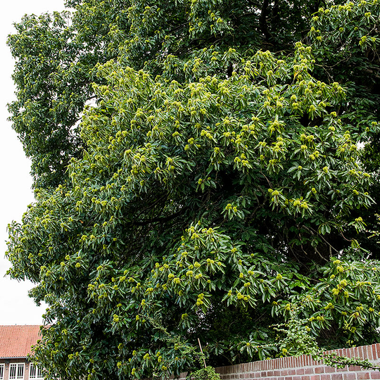 Äkta kastanj, Castanea sativa
