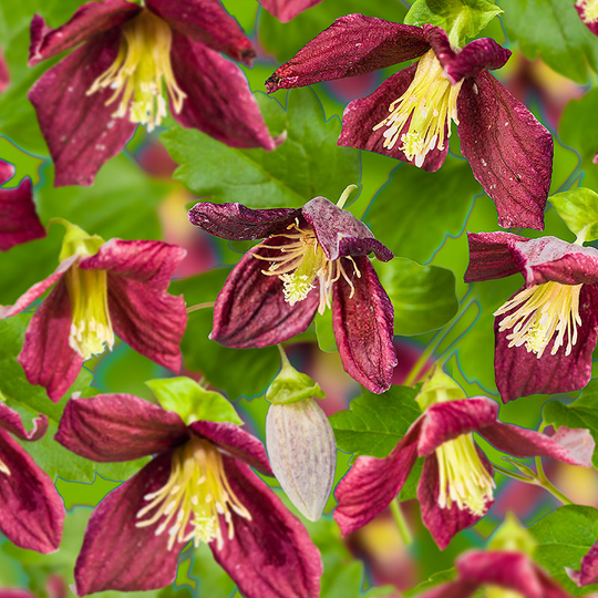 Klematis 'Landsdowne Gem'
