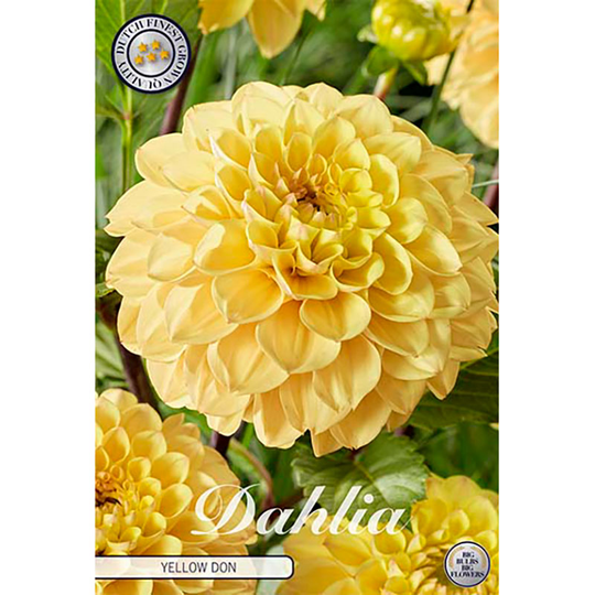 Bolldahlia 'Yellow Don'