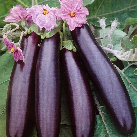 Aubergine 'Giralda'