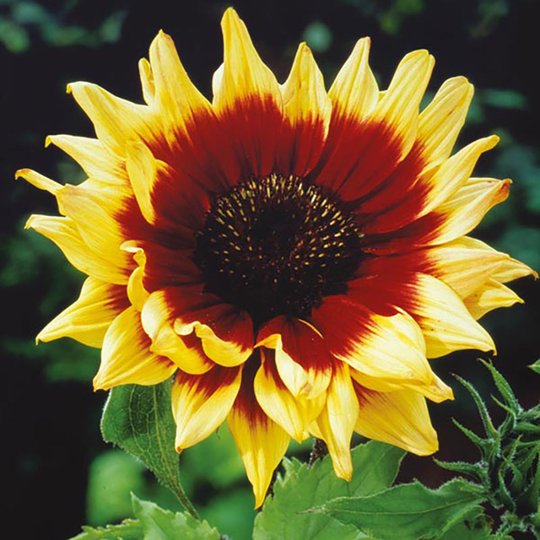Solros 'Magic Roundabout' F1