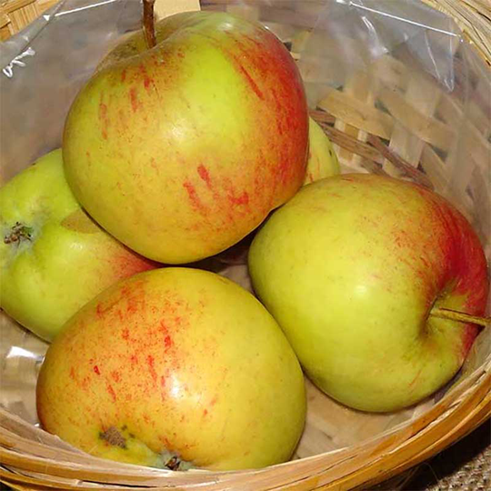 Ympris äpple 'Grågylling'