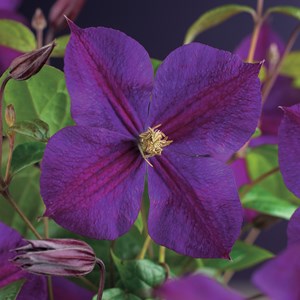 Klematis 'Star of India' 5-pack