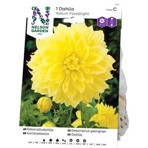 Vårlök Nelson Garden Dekorativdahlia Kelvin Floodlight Hög