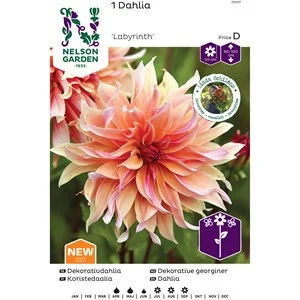 Vårlök Nelson Garden Dekorativdahlia Hög Labyrinth Aprikosrosa